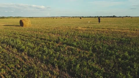 Man walking with a dog through a field with haystacks Stock Footage 158775583