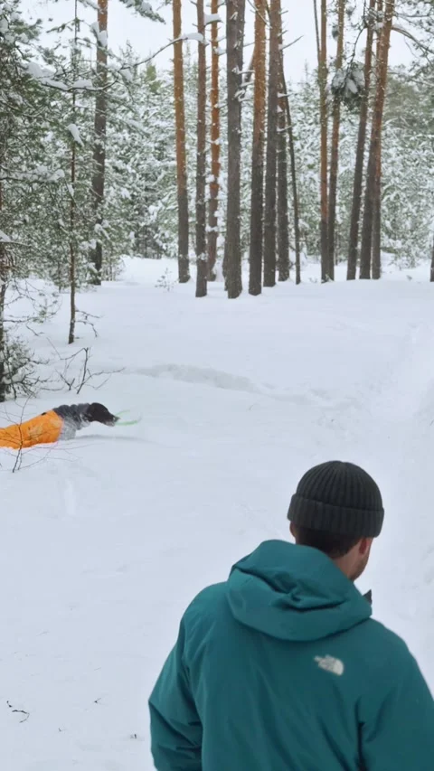 Man Walking With Dog Through Snowy Forest Stock-Footage 320803859