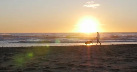 Man walking dogs on beach during sunrise Stock Footage 80592450