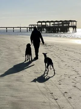 Man walking dogs on the beach Stock Photos