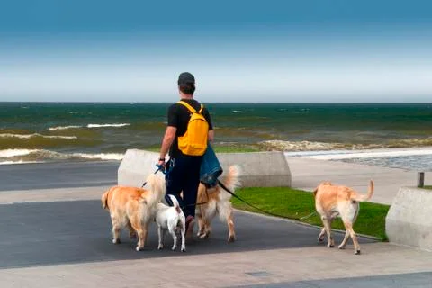 Man walking dogs Stock Photos
