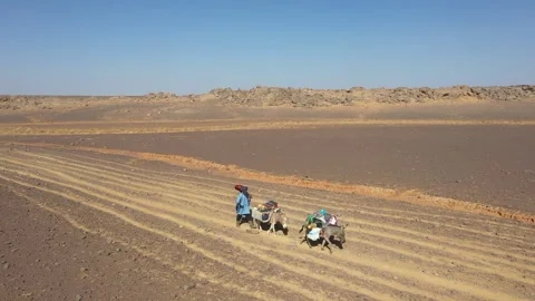 Man walking with donkeys Video stock 289321702