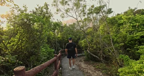 Man Walking Down Forest Path in Lush Nature Park at Sunset Stock Footage 332303394