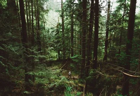 Man walking on empty path through green forest Stock Photos