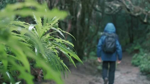 Man is walking in an enchanted forest with backpack. It is raining. Stock Footage 234407966