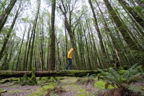 Man walking on the fallen ddead tree in mossy forest. Stock Photos