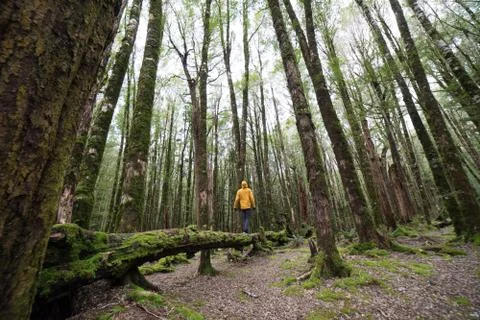 Man walking on the fallen dead tree in mossy forest. Stock Photos