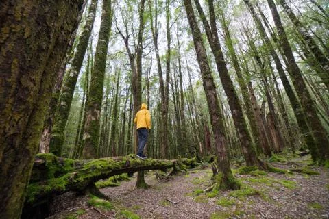 Man walking on the fallen dead tree in mossy forest. Stock Photos