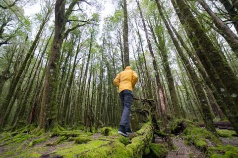 Man walking on the fallen dead tree in mossy forest. 库存照片