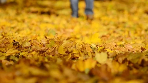 Man walking on a fallen leaves. Stock Footage 83237715