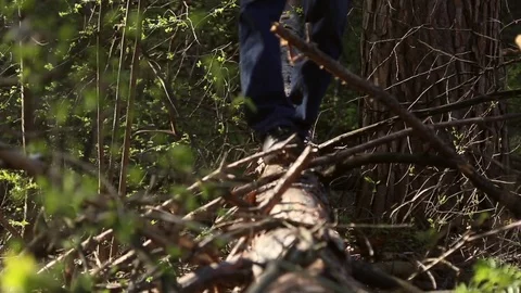 Man walking on a fallen tree in the forest Stock Footage 75407325