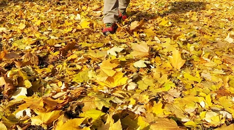 Man walking on the fallen yellow leaves. Stock Footage 61919148