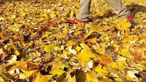 Man walking on the fallen yellow leaves. Stock Footage 61922022