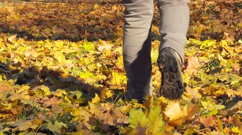Man walking on the fallen yellow leaves. Stock Footage 61924998