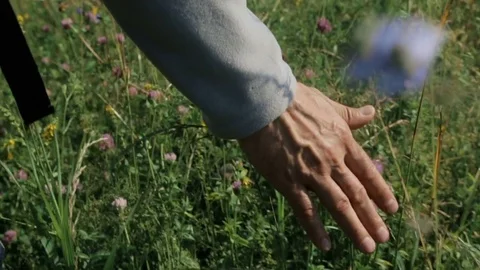 Man's hand touching grass walking through the field Stock Footage,#touching# grass#Man#hand