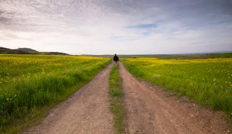 Man walking in the fields Stockfoto's