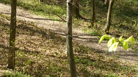 Man Walking In Forest 3 Mid Range Shot Stock Footage 50092167