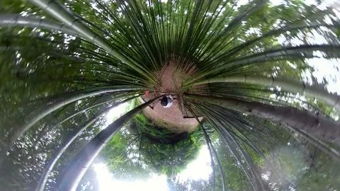 A man walking in forest with 360 degrees camera. Stock-Footage 121800108