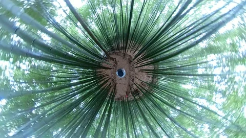A man walking in forest with 360 degrees camera. Stock-Footage 121800116