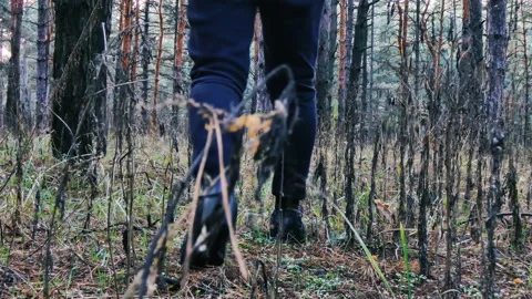 Man walking in the forest, 4k video, footage Stock Footage 169313246