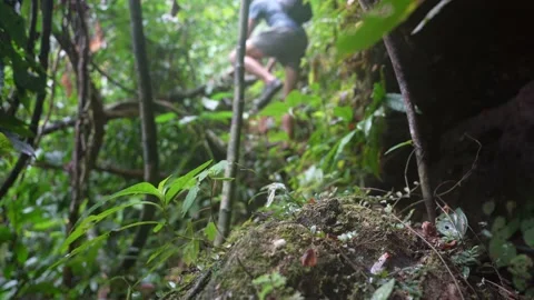 Man walking in the forest among the trees, khao sok national park, Thailand Video stock 236843818