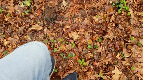A man walking in a forest in autumn Stock Footage 221405986
