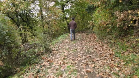 Man walking forest autumn Stock-Footage 239277585