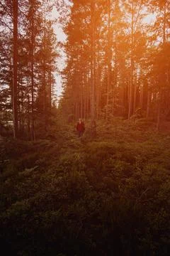 Man walking in forest during sunset or sunrise Foto stock