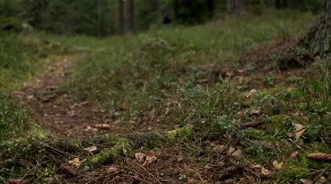 A man walking in the forest Stock-Footage 11333050