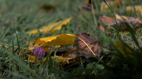 Man walking on forest. Stock Footage 63068338