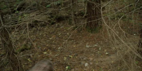 Man walking in the forest Stock Footage 86248564