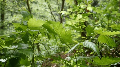 Man Walking In Forest Stock Footage 91215720