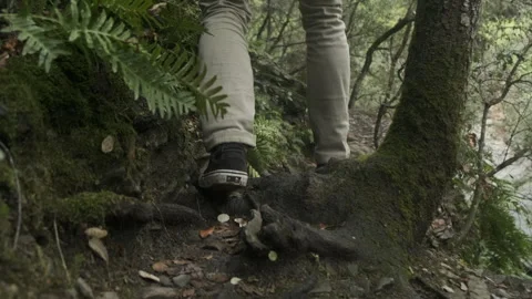Man walking in the Forest Stock Footage 243388826