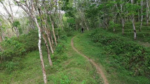 A man walking in the forest Stock Footage 247485385