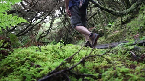 Man walking in the forest Stock Footage 290908807