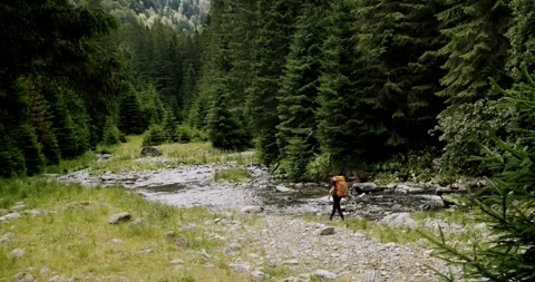 A man walking in the forest. high elevation green forest. Video stock 245213069