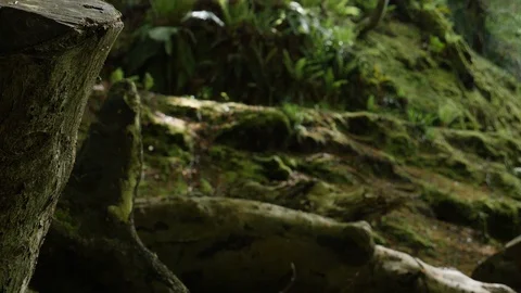 Man Walking On Forest Path Stock Footage 91184469