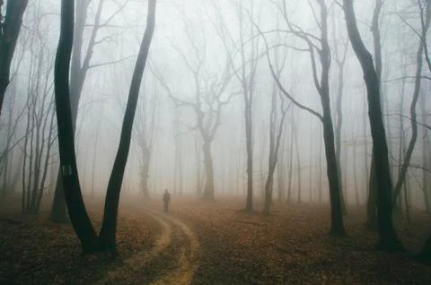 Man walking on forest path on rainy day. Woods landscape with old trees Stock Photos