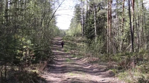 Man Walking in Forest by the Road Stock Footage 64713235