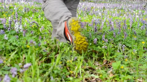 Man walking on forest trail. Stock Footage 63115145