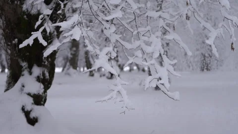 Man Walking in Frozen Winter Forest in Slow Motion Video stock 315899403
