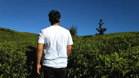 Man walking in garden, Munnar, 4k Stock Footage 124204231