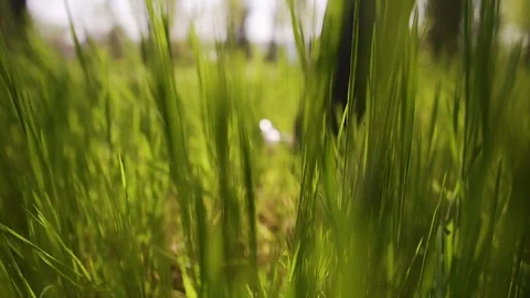 Man Walking on Grass Stock Footage 112202595