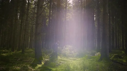 Man walking in the green lush forest with bright sun light in background Stock Footage 81536471