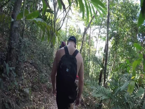 Man walking hiking through forest on a sunny day Stock Footage 84227904