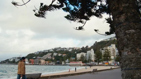 Man walking his dog down Oriental Bay, Wellington, New Zealand Stock Footage 89892421