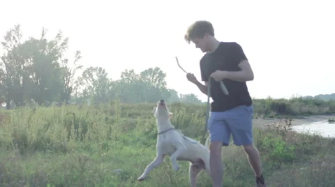 Man walking his dog Stock Footage 40770760