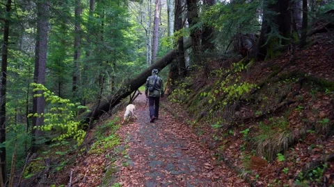Man walking with his dog on a forest path. Dog on a leash walking in the woods Stock Footage 150595463