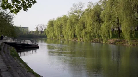 Man walking his dog next to river pier with willow trees Stock Footage 279719079