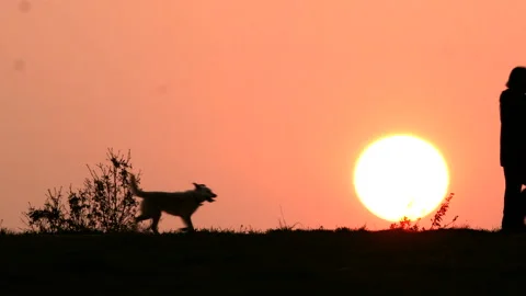 Man walking his dog at sunset Stock Footage 128548778